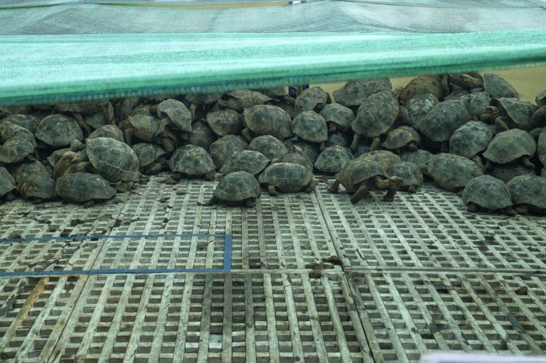 Photos of young tortoises bred to return to the home of their ancestors on the Galapagos | iNFOnews.ca