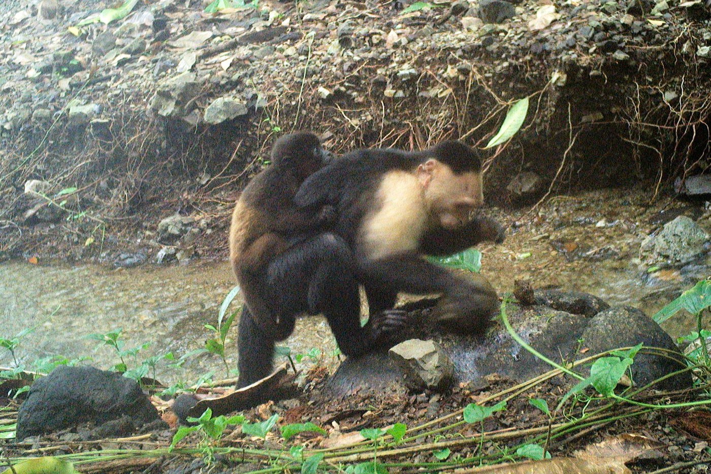 Caught on camera, capuchin monkeys kidnap howler monkey babies | iNFOnews.ca