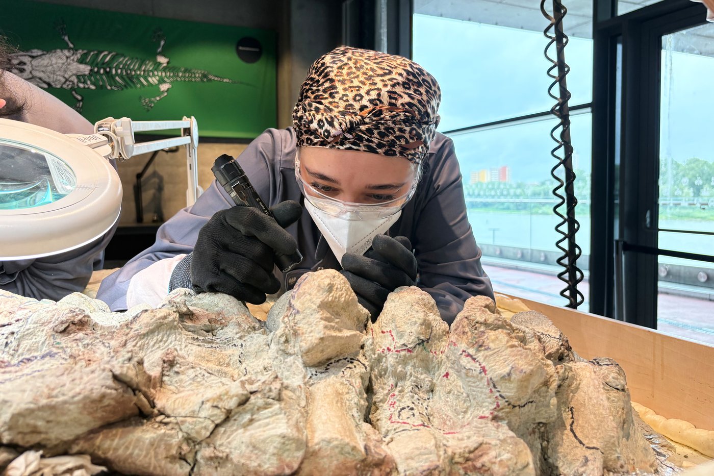 2,000 volunteers join a painstaking effort to restore massive skeleton of prehistoric predator | iNFOnews.ca