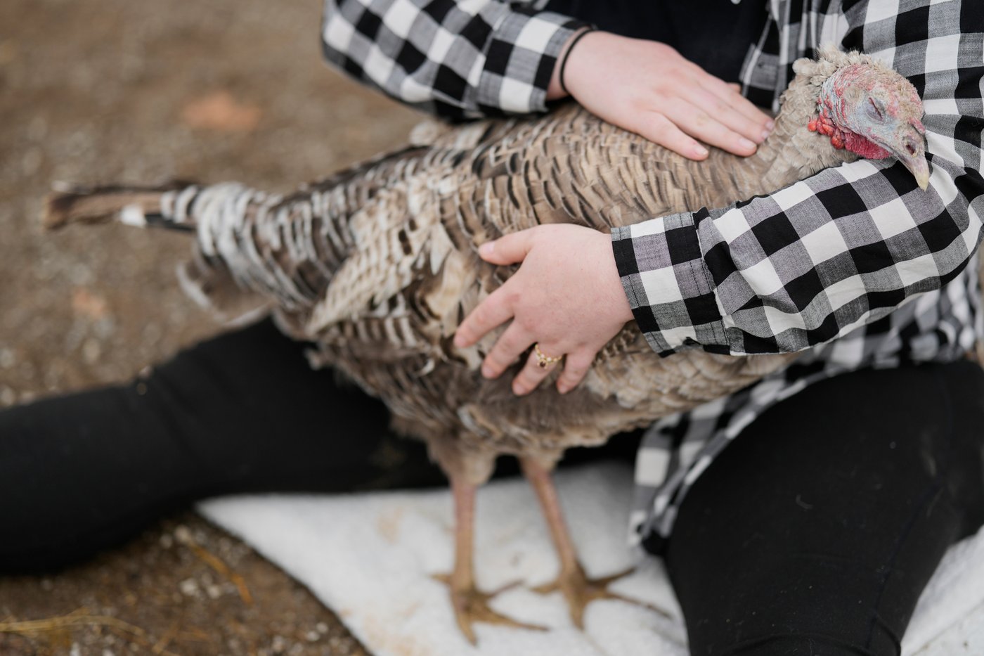 At The Gentle Barn, turkeys are for snuggling, not stuffing at Thanksgiving | iNFOnews.ca At The Gentle Barn, turkeys are for snuggling, not stuffing at Thanksgiving | iNFOnews.ca