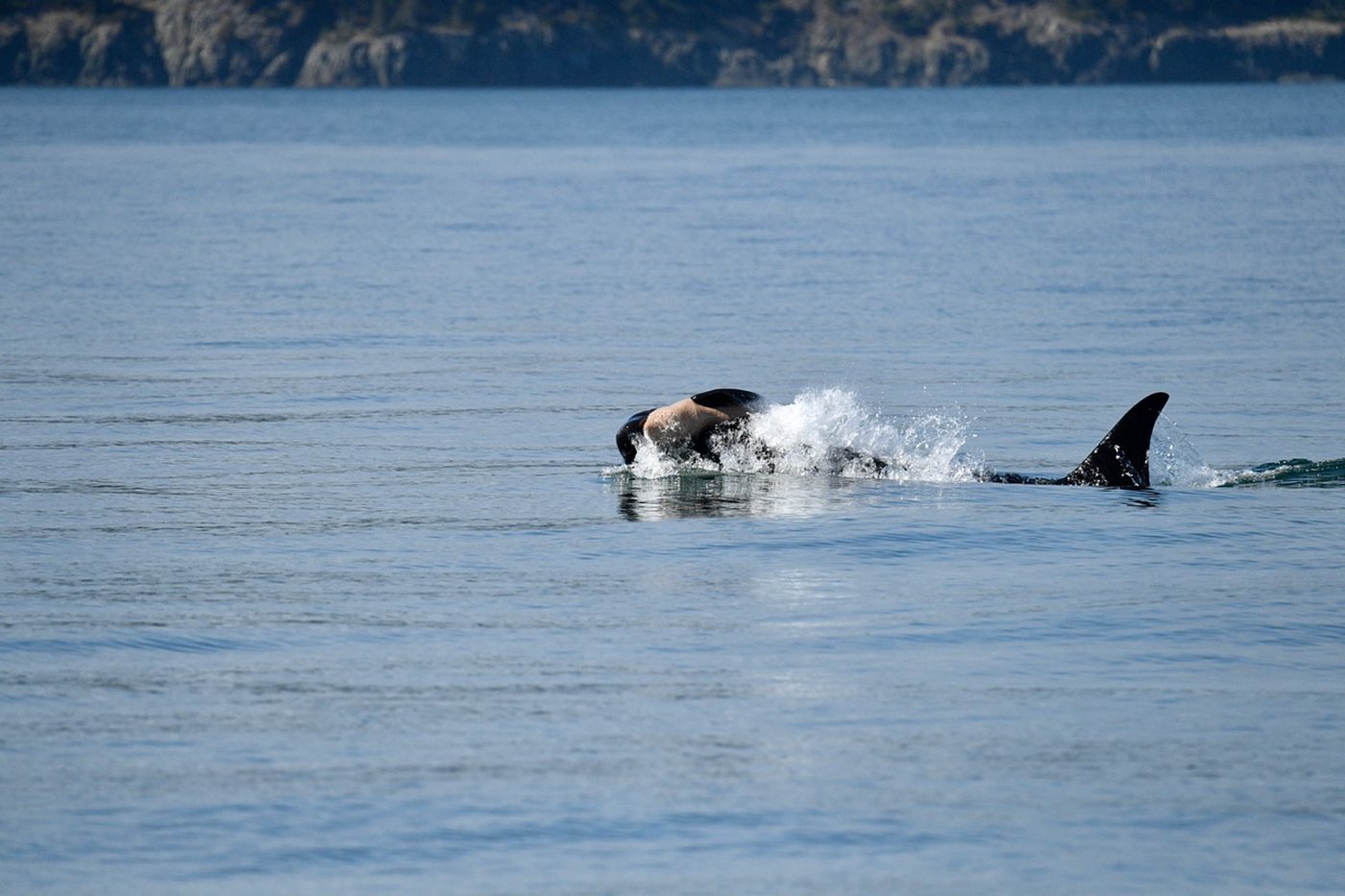 Once again, an endangered orca in Washington state is seen carrying a dead calf | iNFOnews.ca Once again, an endangered orca in Washington state is seen carrying a dead calf | iNFOnews.ca