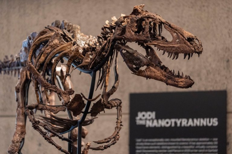 A dinosaur fossil that looks like a mini T. rex just sold for a giant $47 million | iNFOnews.ca