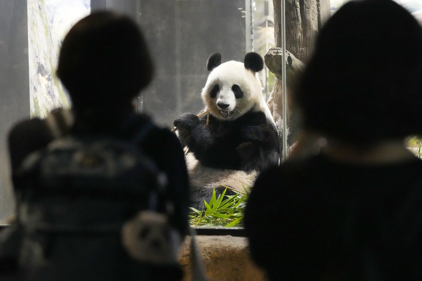 Japanese fans bid farewell to beloved panda pair before their return to China | iNFOnews.ca