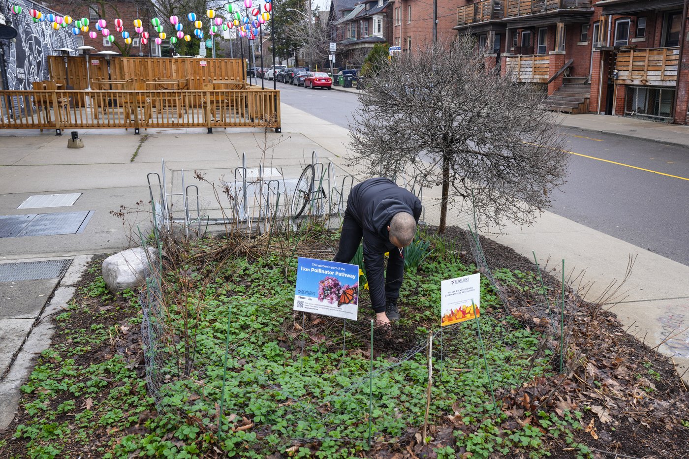 How 're-wilding' can make Canada's cityscapes more climate resilient and bee friendly | iNFOnews.ca