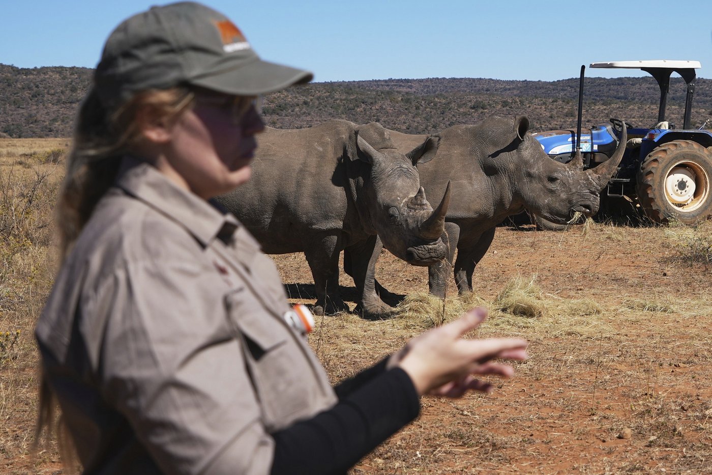 Scientists in South Africa are making rhino horns radioactive to fight poaching | iNFOnews.ca