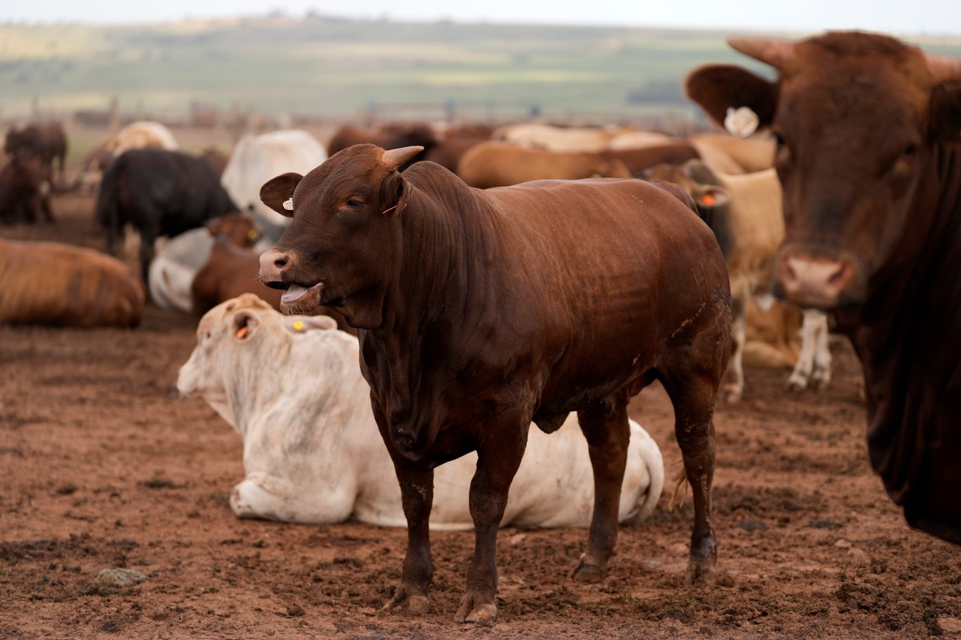 South Africa starts mass cattle vaccination program to halt foot-and-mouth outbreak | iNFOnews.ca
