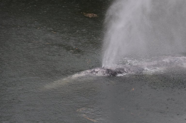 A gray whale that swam 20 miles up a Washington state river is found dead | iNFOnews.ca