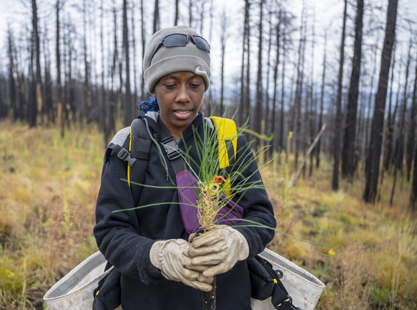 Volunteers help seedlings take root as New Mexico attempts to recover from historic wildfire | iNFOnews.ca Volunteers help seedlings take root as New Mexico attempts to recover from historic wildfire | iNFOnews.ca