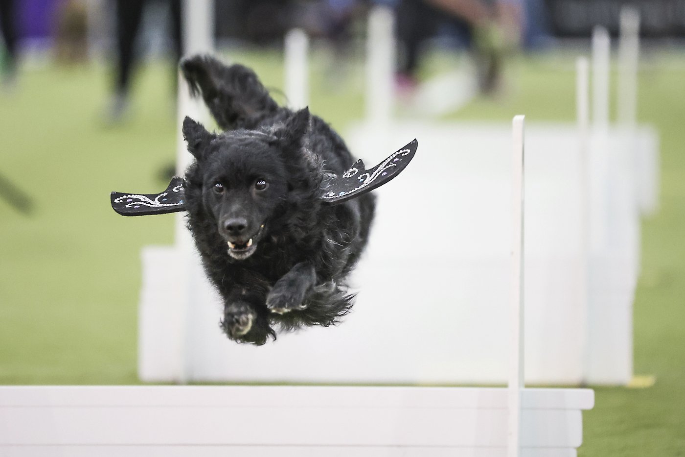 Call it the Dog Bowl. Westminster show's canine athletes get their piece of Super Bowl weekend | iNFOnews.ca