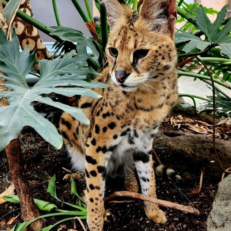 Owner of Gary, the African serval, says animal will suffer under B.C. exotic cat ban | iNFOnews.ca
