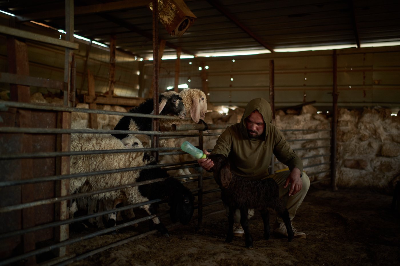 PHOTO ESSAY: Palestinian shepherds endure life alongside Israeli settler outposts | iNFOnews.ca