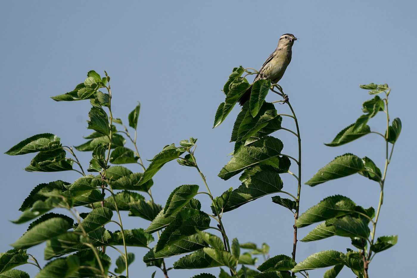 Shrinking North American bird population is getting worse faster. Experts blame agriculture, warming | iNFOnews.ca