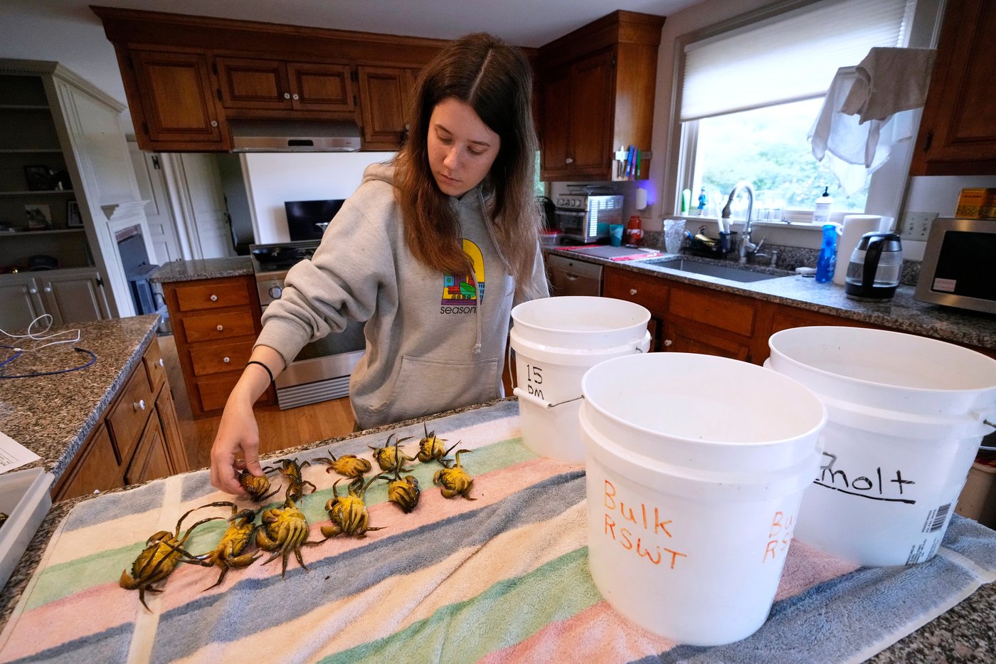 Invasive green crabs are bad for the environment, so New Englanders are starting to eat more of them | iNwine