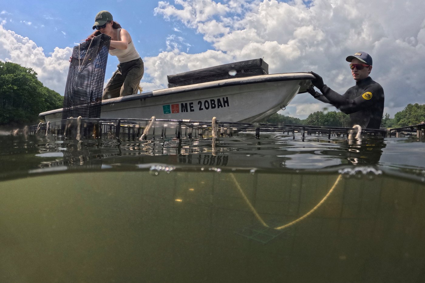 Invasive green crabs are bad for the environment, so New Englanders are starting to eat more of them | iNwine