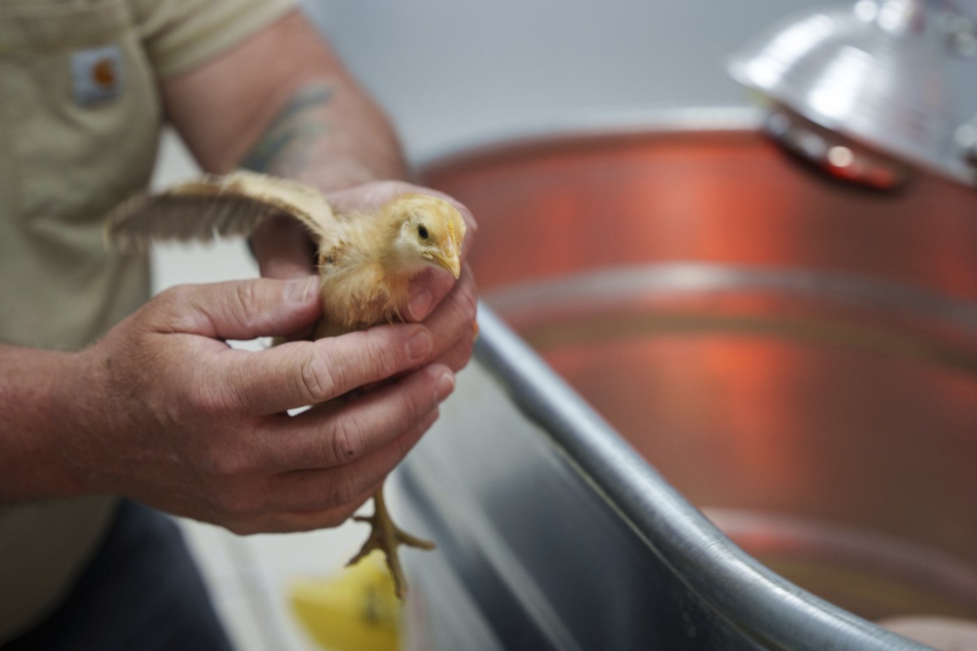 Thousands of chicks found abandoned in USPS truck have been adopted | iNFOnews.ca