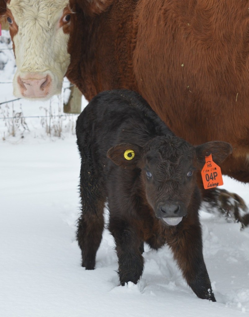 iN PHOTOS: Spring animal babies on farms in Okanagan, Kamloops | iNFOnews.ca iN PHOTOS: Spring animal babies on farms in Okanagan, Kamloops | iNFOnews.ca