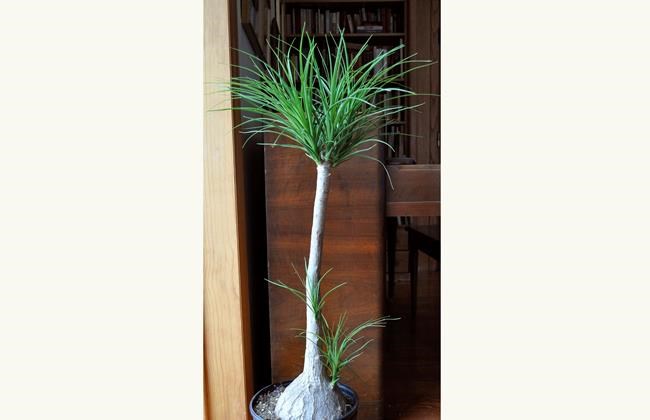 As spring nears, houseplants feel it too and can get unruly | iNFOnews.ca