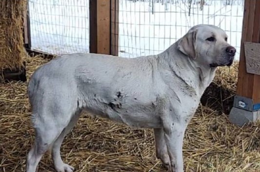 A medium sized white dog stands in a pen.