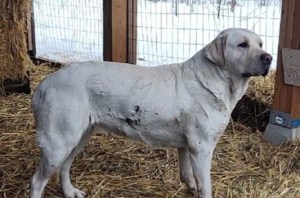A medium sized white dog stands in a pen.