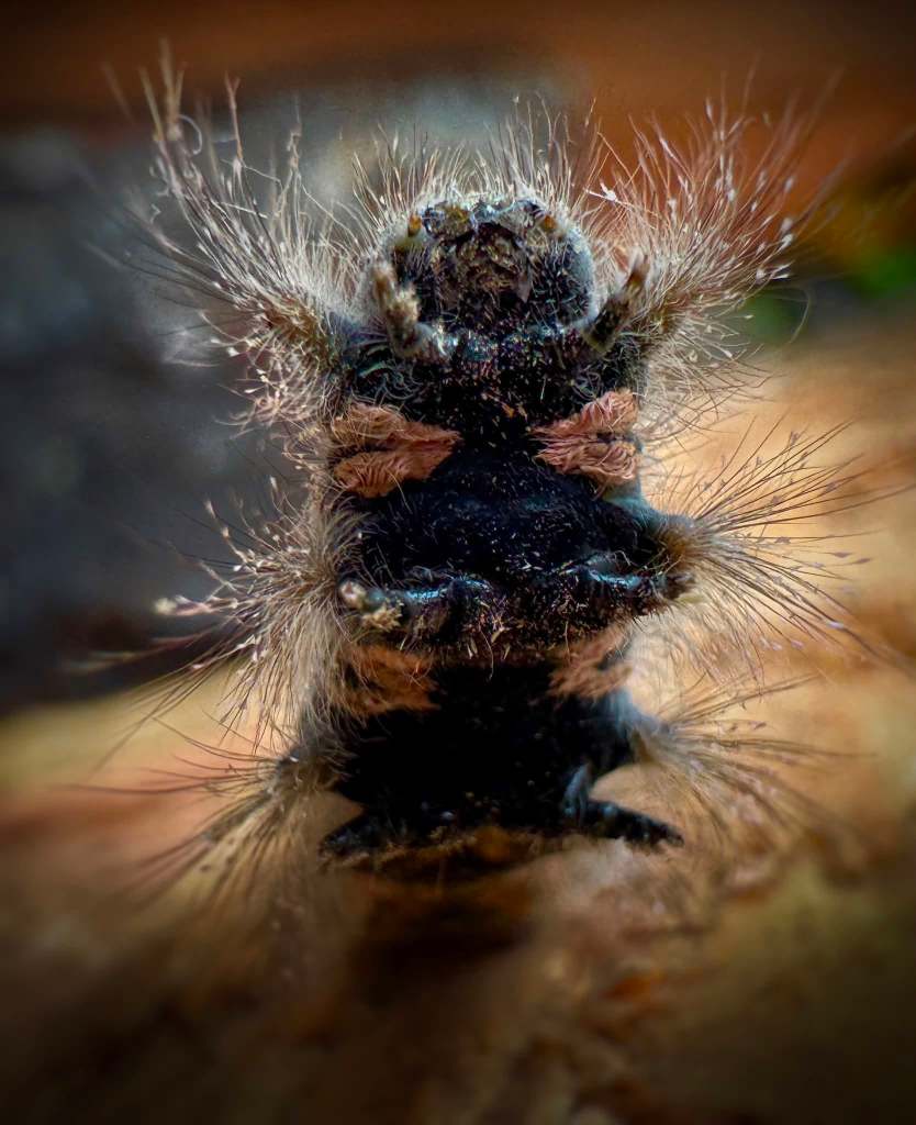 iN PHOTOS: Five caterpillars eating gardens in the Thompson-Okanagan | iNFOnews.ca iN PHOTOS: Five caterpillars eating gardens in the Thompson-Okanagan | iNFOnews.ca