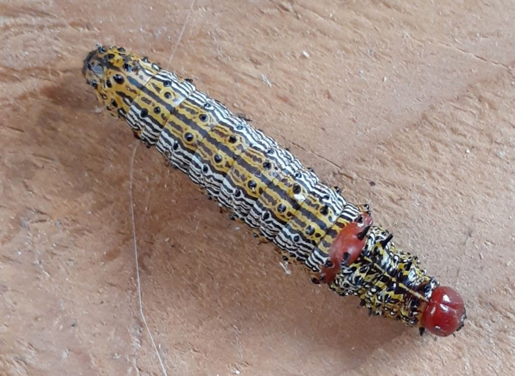 iN PHOTOS: Five caterpillars eating gardens in the Thompson-Okanagan | iNFOnews.ca iN PHOTOS: Five caterpillars eating gardens in the Thompson-Okanagan | iNFOnews.ca