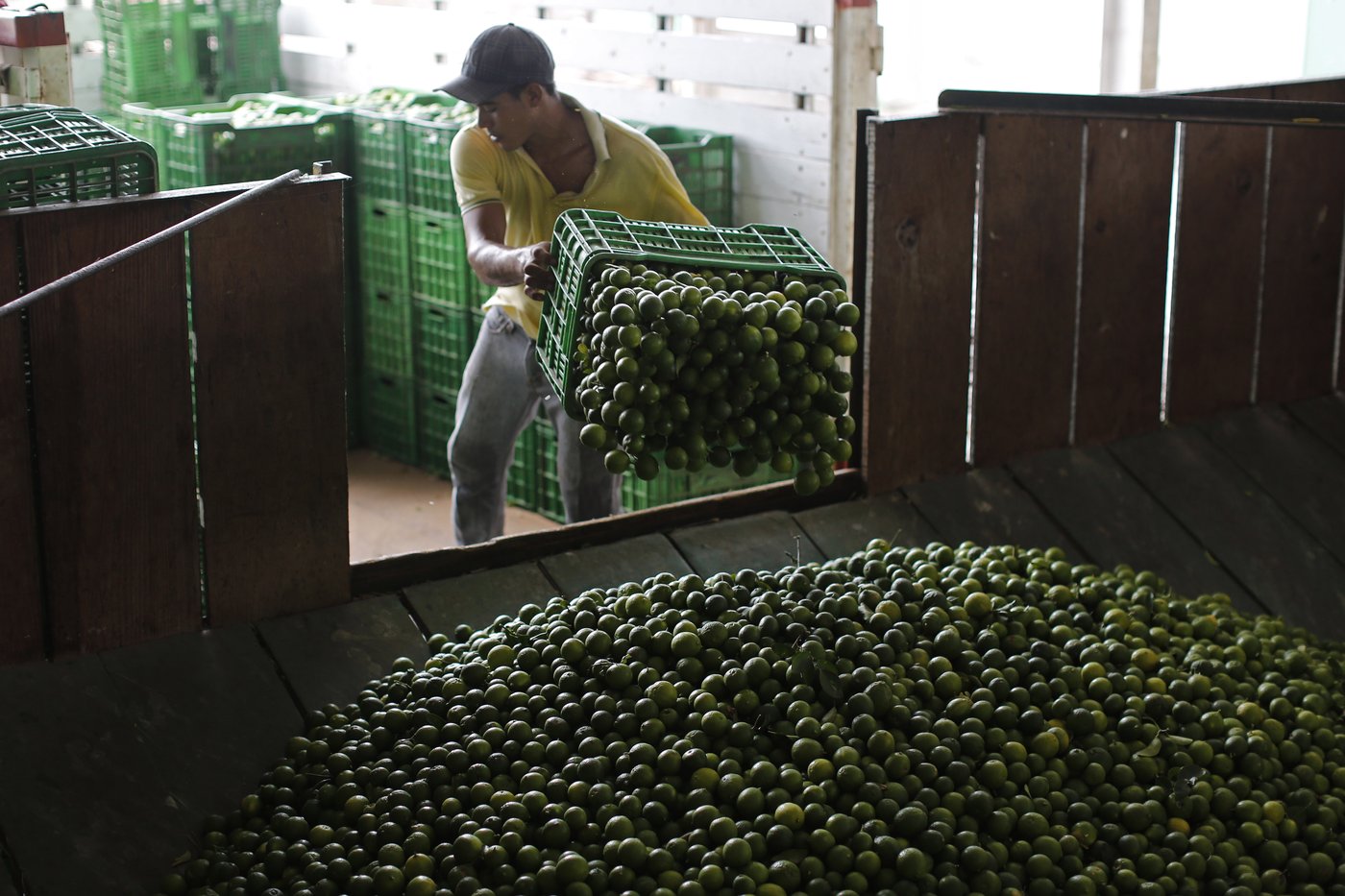 Mexico sends 660 soldiers, National Guard to protect lime growers suffering extortion by cartels | iNFOnews.ca
