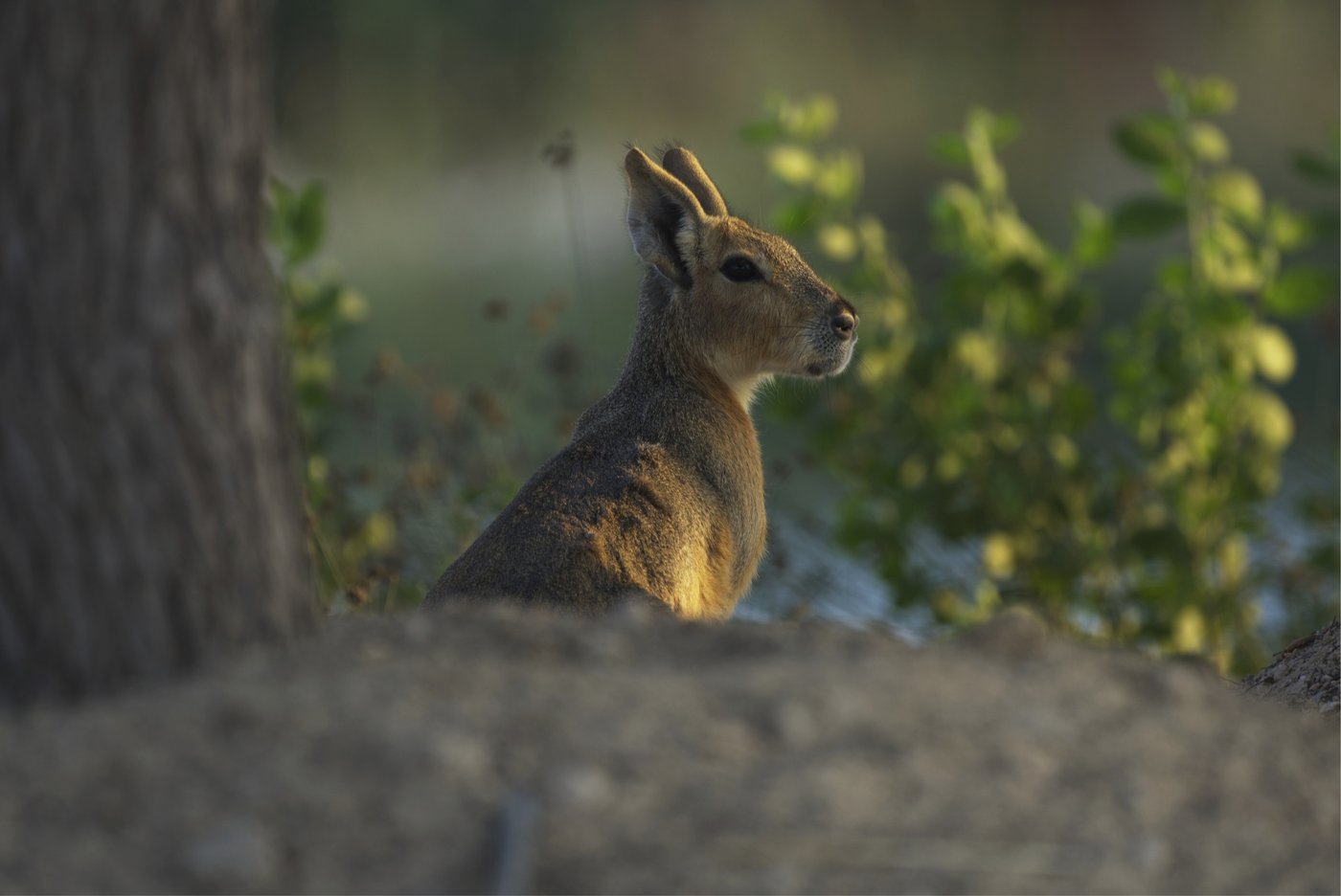 A desert oasis outside of Dubai draws a new caravan: A family of rodents from Argentina | iNFOnews.ca