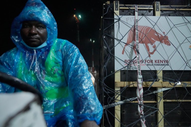 Critically endangered antelopes return to Kenya from Czech zoo | iNFOnews.ca