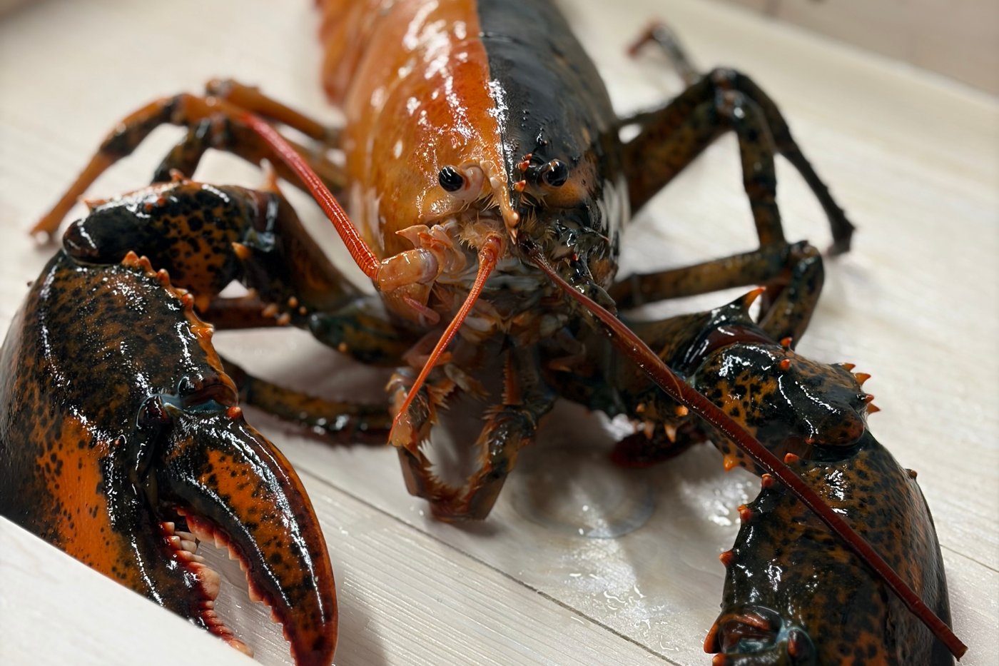 Rare two-colored lobster caught by fishermen off Cape Cod donated to aquarium | iNFOnews.ca