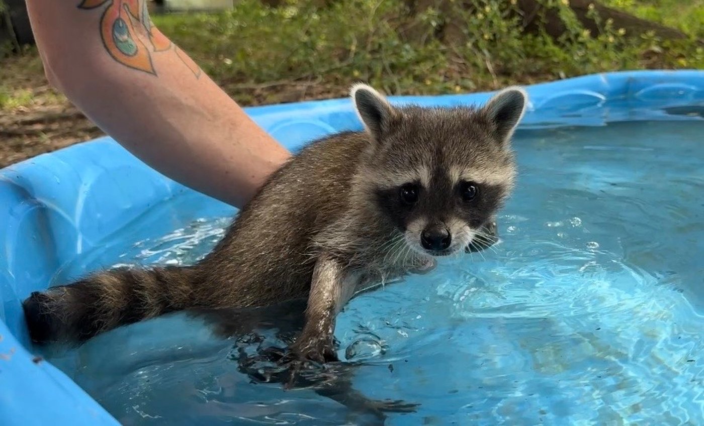 A raccoon boot camp in Mississippi teaches abandoned kits survival skills | iNFOnews.ca