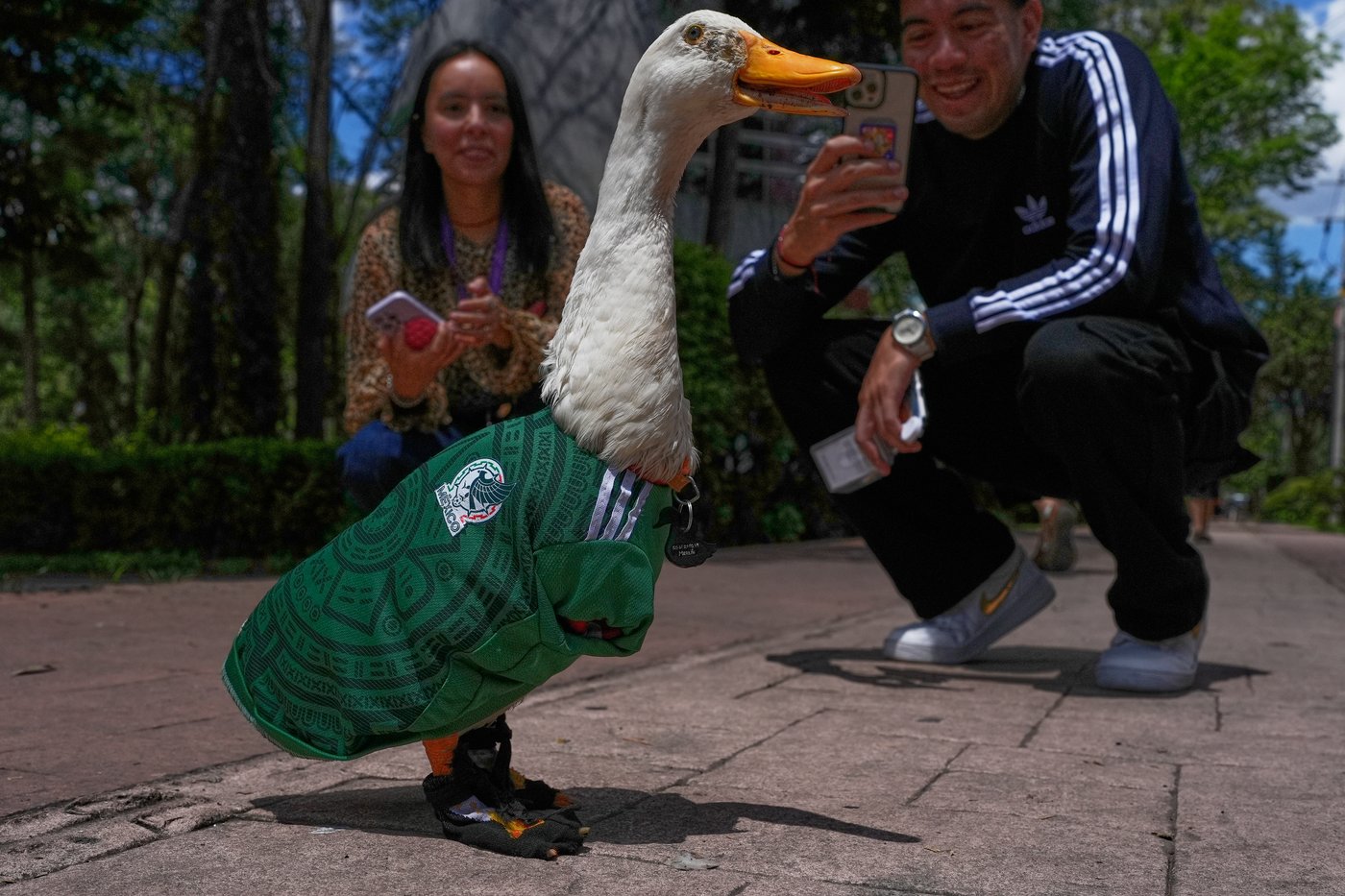 Meet Merlin the duck, a Mexico City streetside regular turned World Cup mascot | iNFOnews.ca