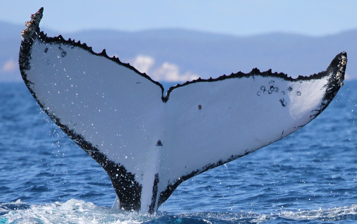 Two humpback whales set records swimming between Australia and Brazil | iNFOnews.ca
