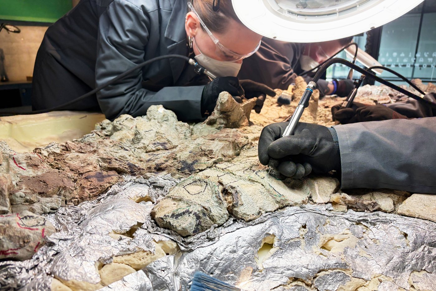 2,000 volunteers join a painstaking effort to restore massive skeleton of prehistoric predator | iNFOnews.ca