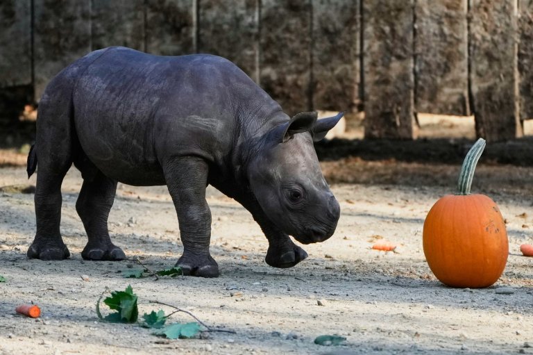 Critically endangered baby black rhino makes its debut at Cleveland zoo | iNFOnews.ca