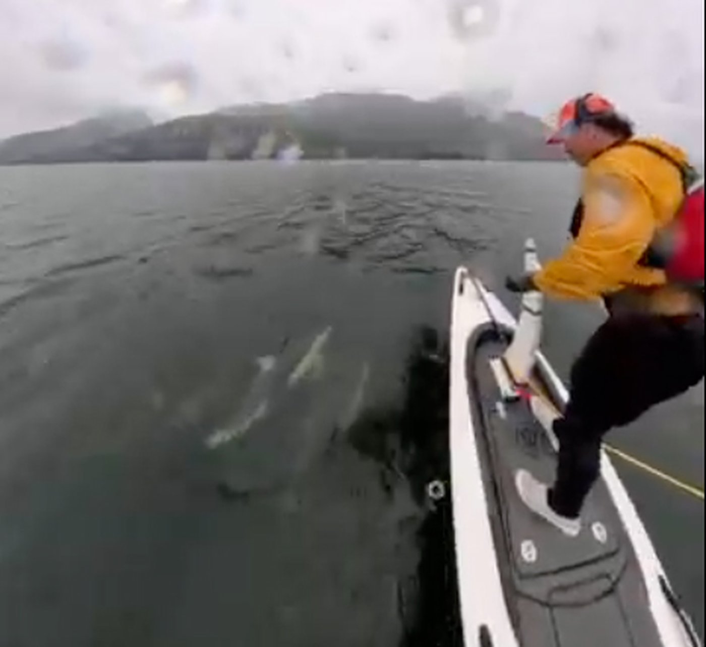B.C. man in close encounter with dolphin pod while shooting video with watercraft | iNFOnews.ca B.C. man in close encounter with dolphin pod while shooting video with watercraft | iNFOnews.ca