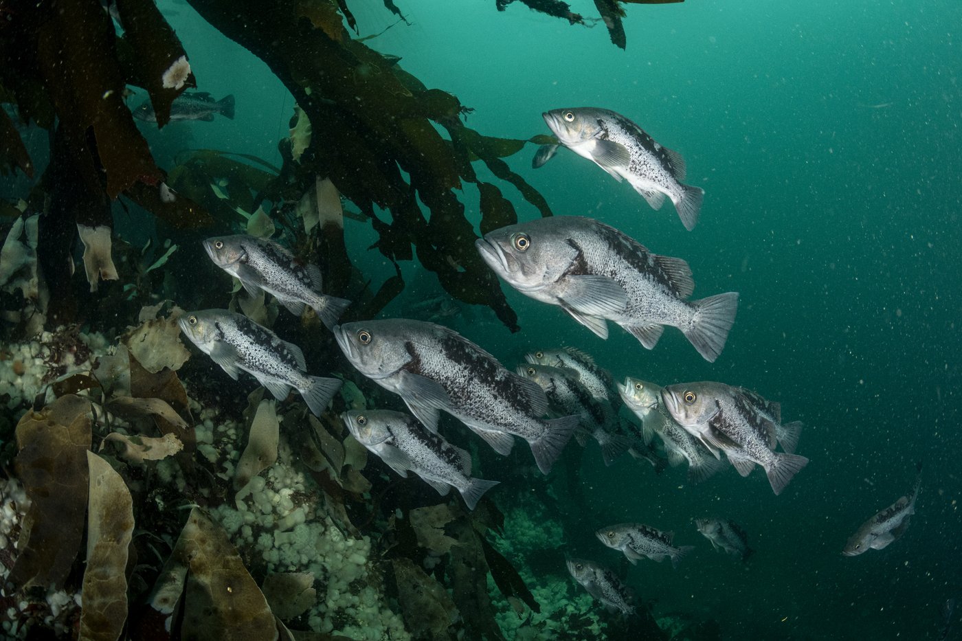 Knock, knock, who's there? B.C. biologists identify unique sounds of 8 fish species | iNFOnews.ca