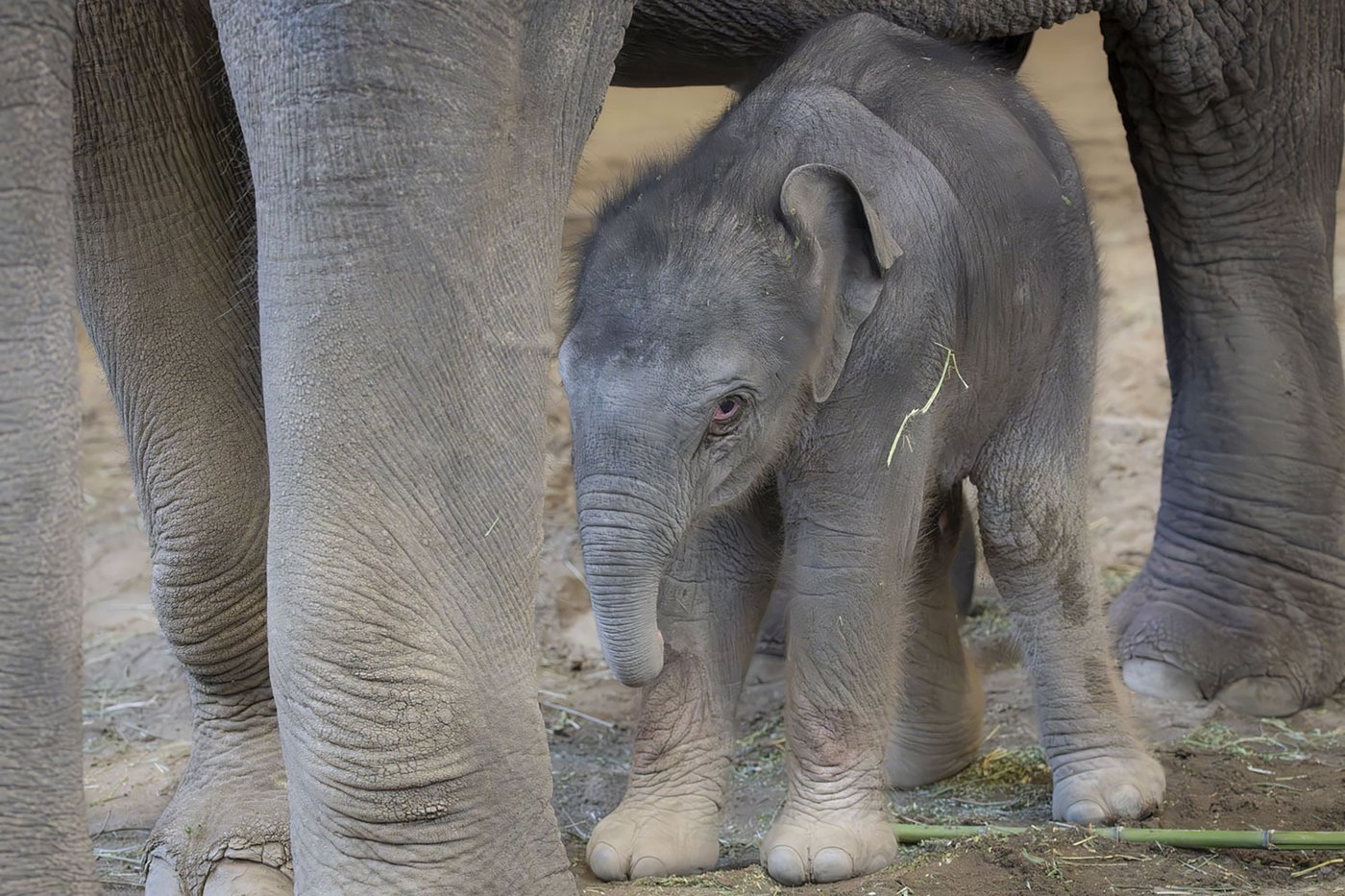 The Oregon Zoo welcomes a new baby elephant | iNFOnews.ca