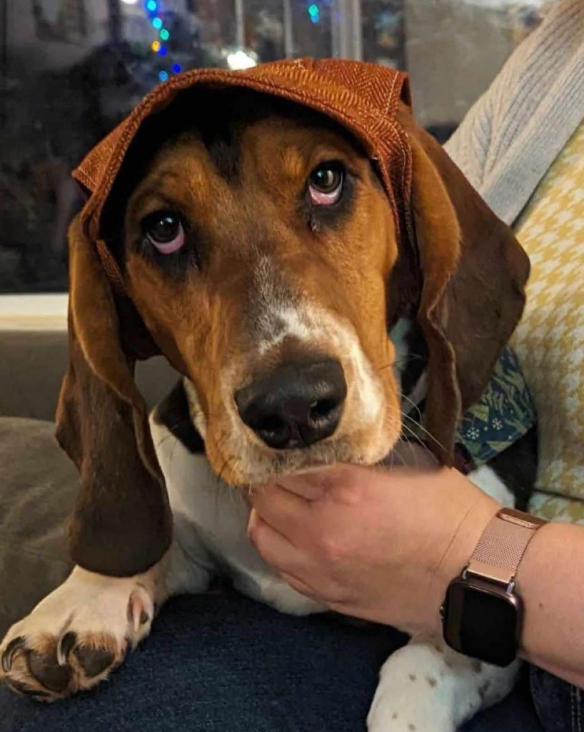 iN PHOTOS: Okanagan dachshund owner makes hats for dogs | iNFOnews.ca