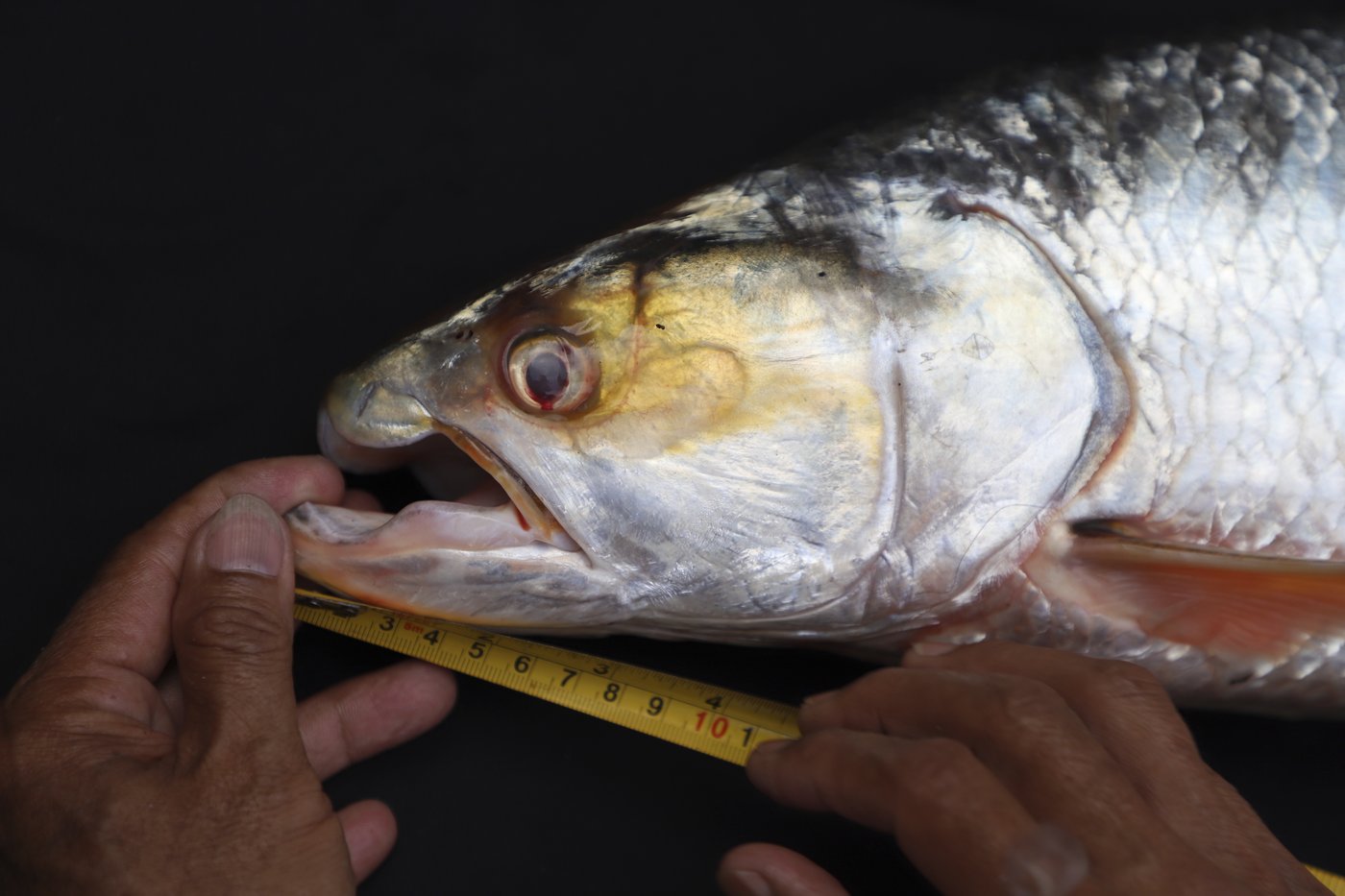 Giant fish thought to be extinct is spotted in the Mekong River | iNFOnews.ca Giant fish thought to be extinct is spotted in the Mekong River | iNFOnews.ca