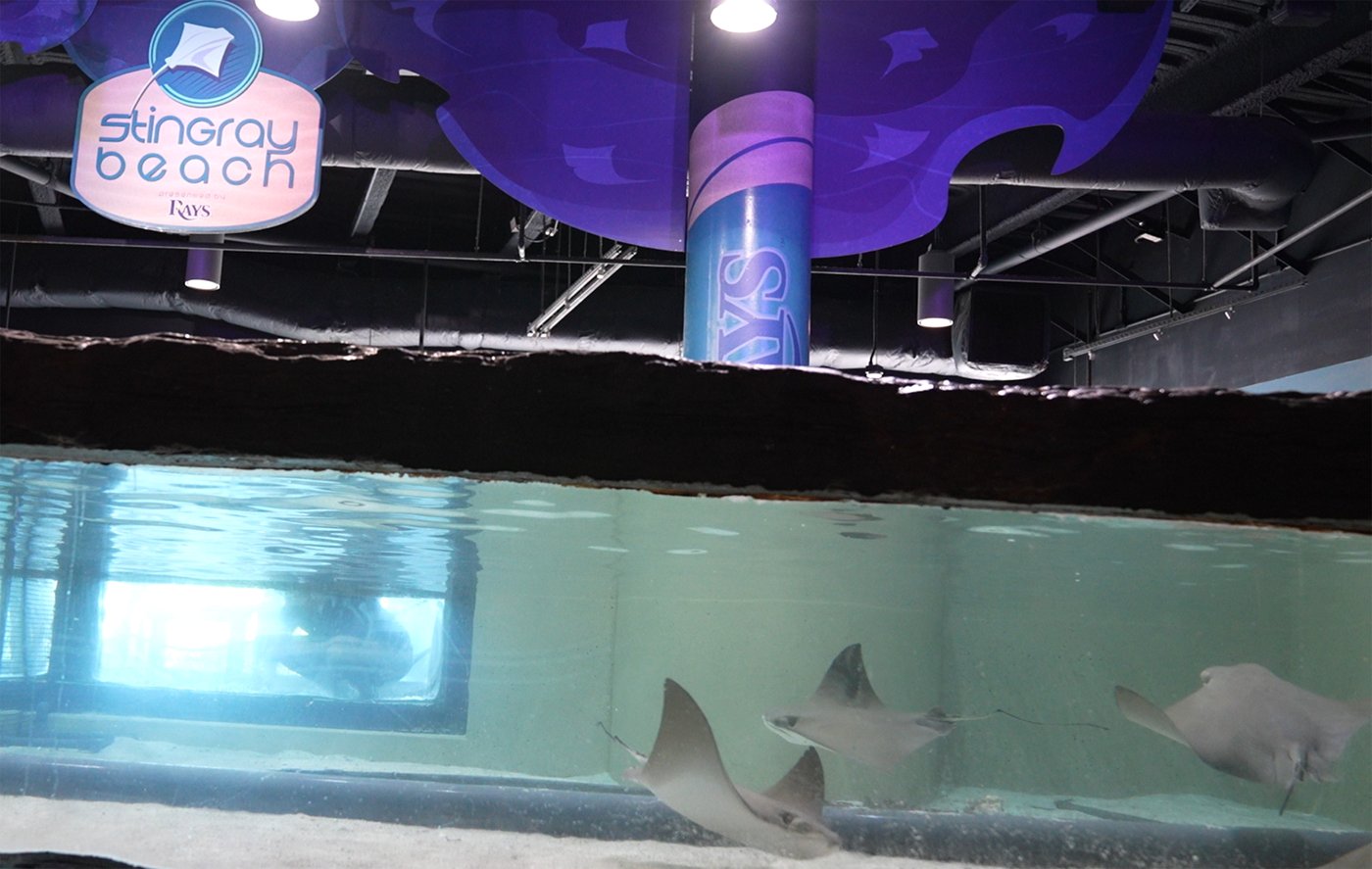 Safe! Florida Aquarium's stingrays ride out Milton in MLB Rays' ballpark tank | iNFOnews.ca