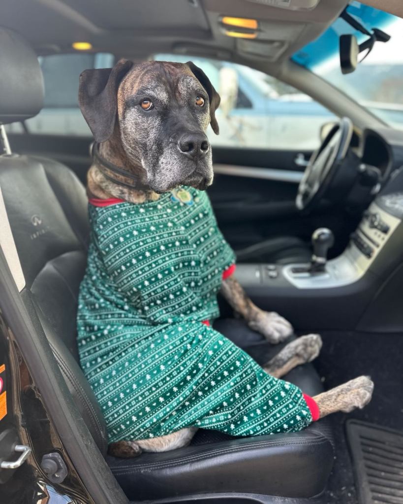 iN PHOTOS: Christmas costumes make grinches of Kamloops, Okanagan pets | iNFOnews.ca iN PHOTOS: Christmas costumes make grinches of Kamloops, Okanagan pets | iNFOnews.ca