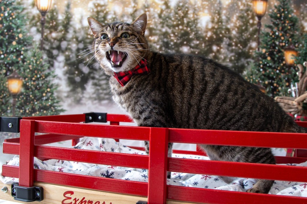 iN PHOTOS: Christmas costumes make grinches of Kamloops, Okanagan pets | iNFOnews.ca iN PHOTOS: Christmas costumes make grinches of Kamloops, Okanagan pets | iNFOnews.ca