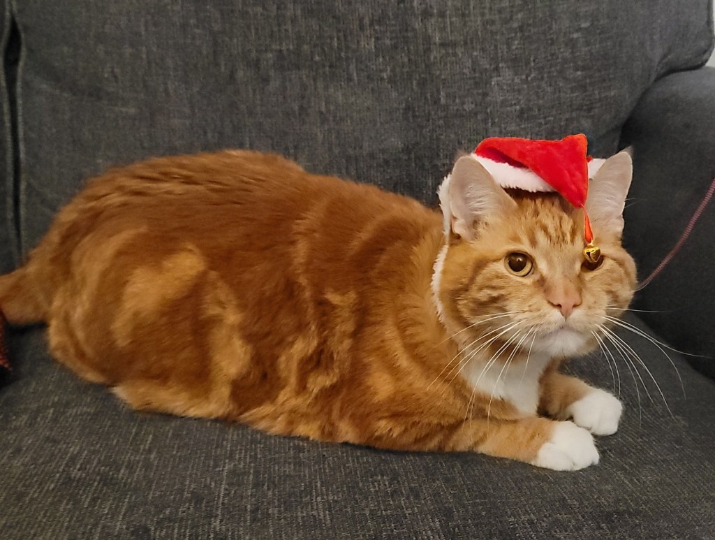 iN PHOTOS: Christmas costumes make grinches of Kamloops, Okanagan pets | iNFOnews.ca iN PHOTOS: Christmas costumes make grinches of Kamloops, Okanagan pets | iNFOnews.ca