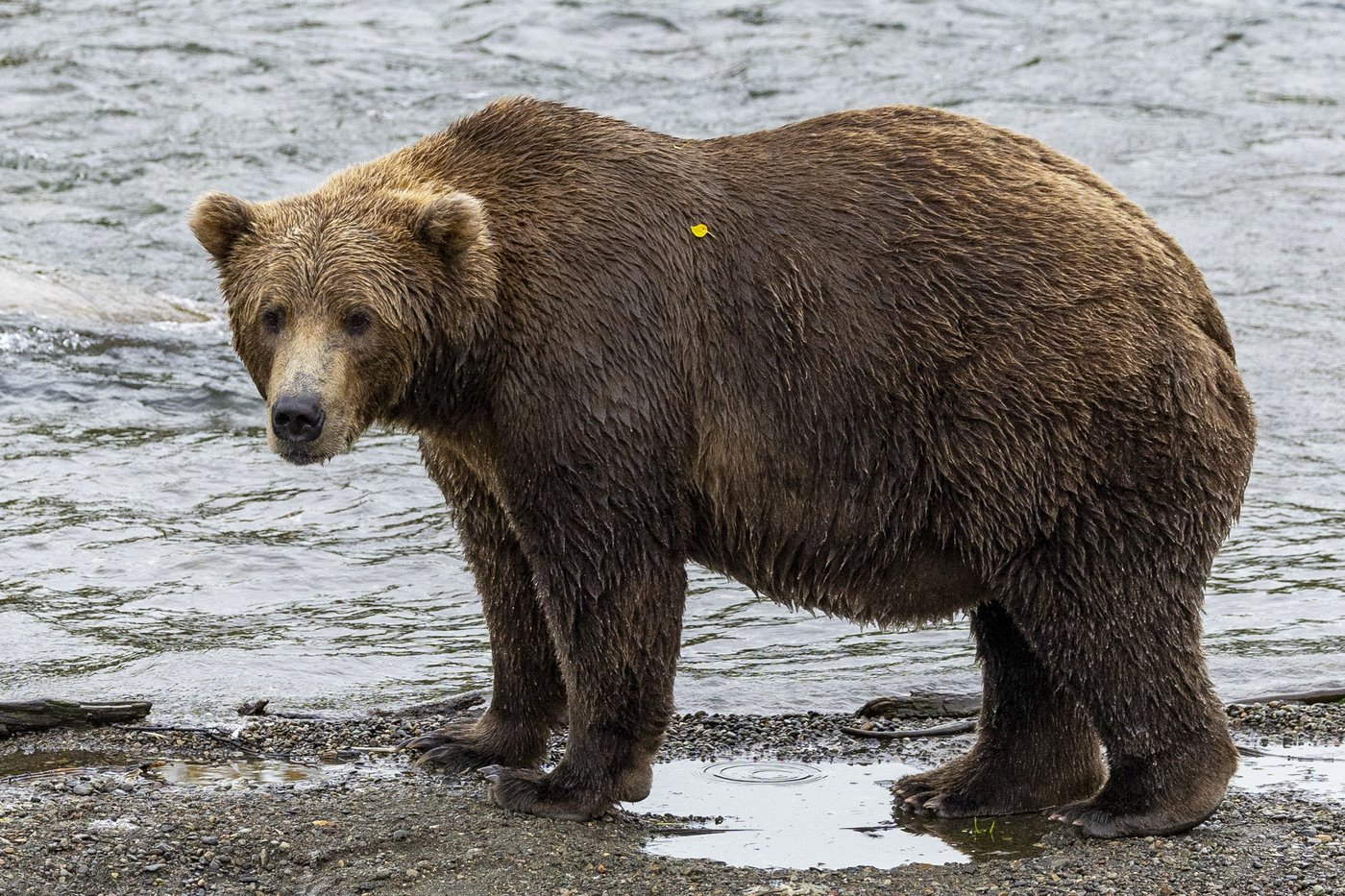 Online voting in Alaska's Fat Bear Week contest starts after an attack killed 1 contestant | iNFOnews.ca