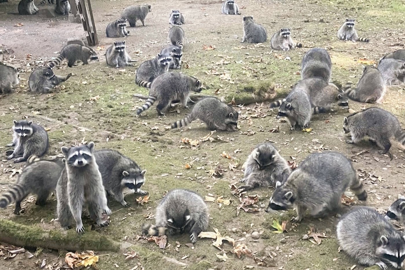 Washington state woman calls 911 after being hounded by up to 100 raccoons | iNFOnews.ca