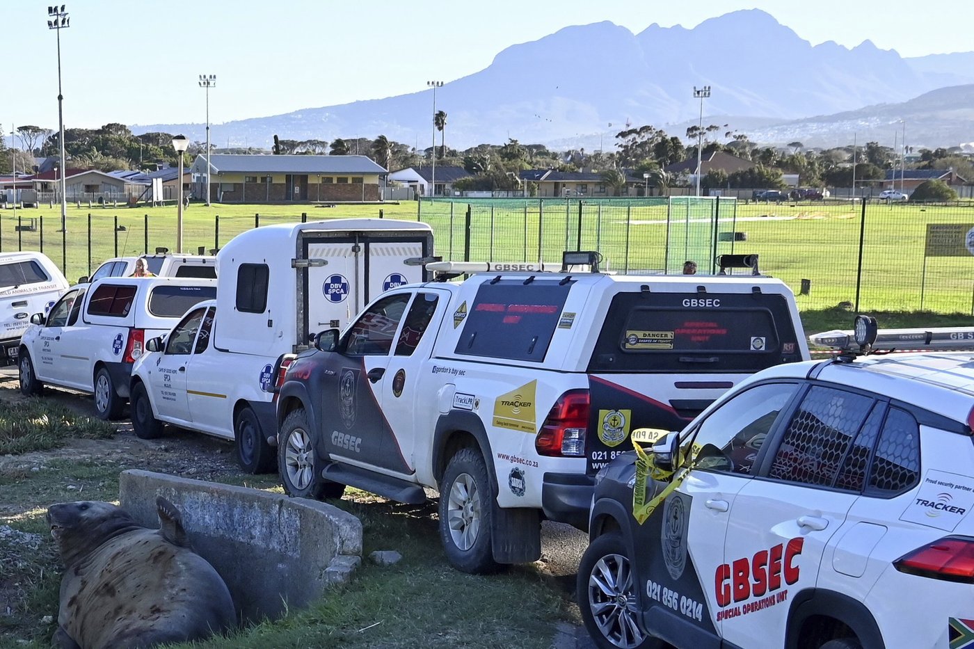 'How did you get here?' A large elephant seal is found lumbering along a South African street | iNFOnews.ca 'How did you get here?' A large elephant seal is found lumbering along a South African street | iNFOnews.ca