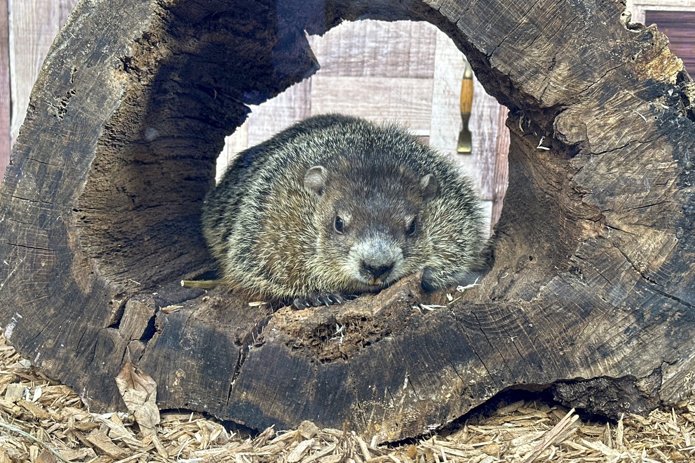 Punxsutawney Phil sees his shadow, handlers say, predicting 6 more weeks of wintry weather | iNFOnews.ca