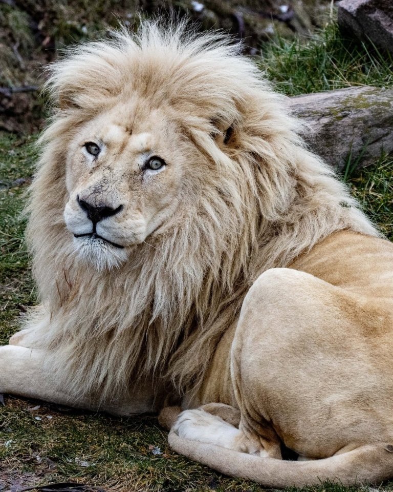 Fan-favourite lion put down at Toronto Zoo after months of veterinary care | iNFOnews.ca