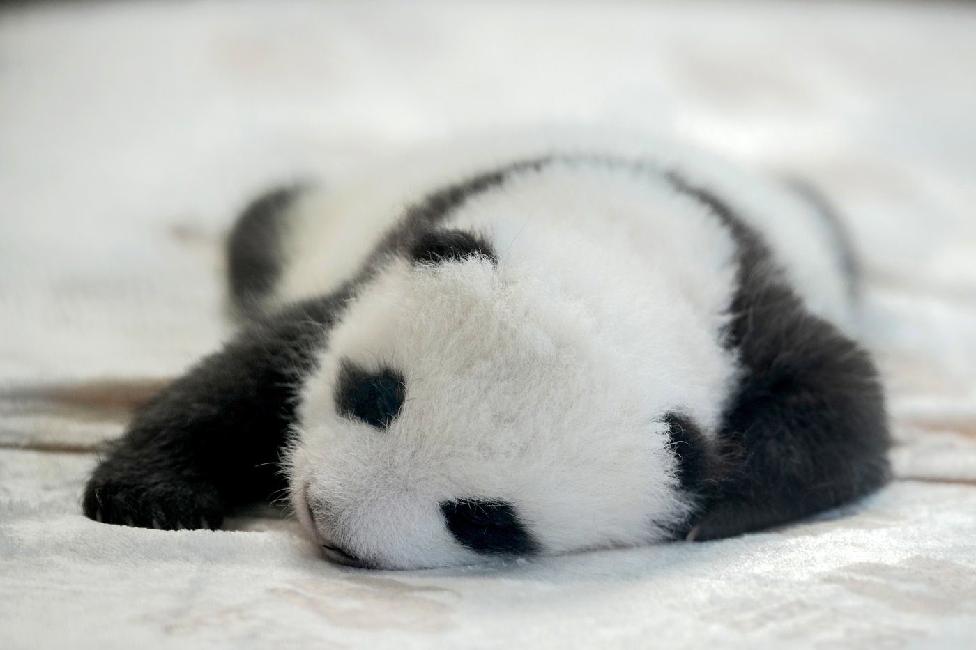 PHOTO COLLECTION: Germany Giant Pandas | iNFOnews.ca PHOTO COLLECTION: Germany Giant Pandas | iNFOnews.ca