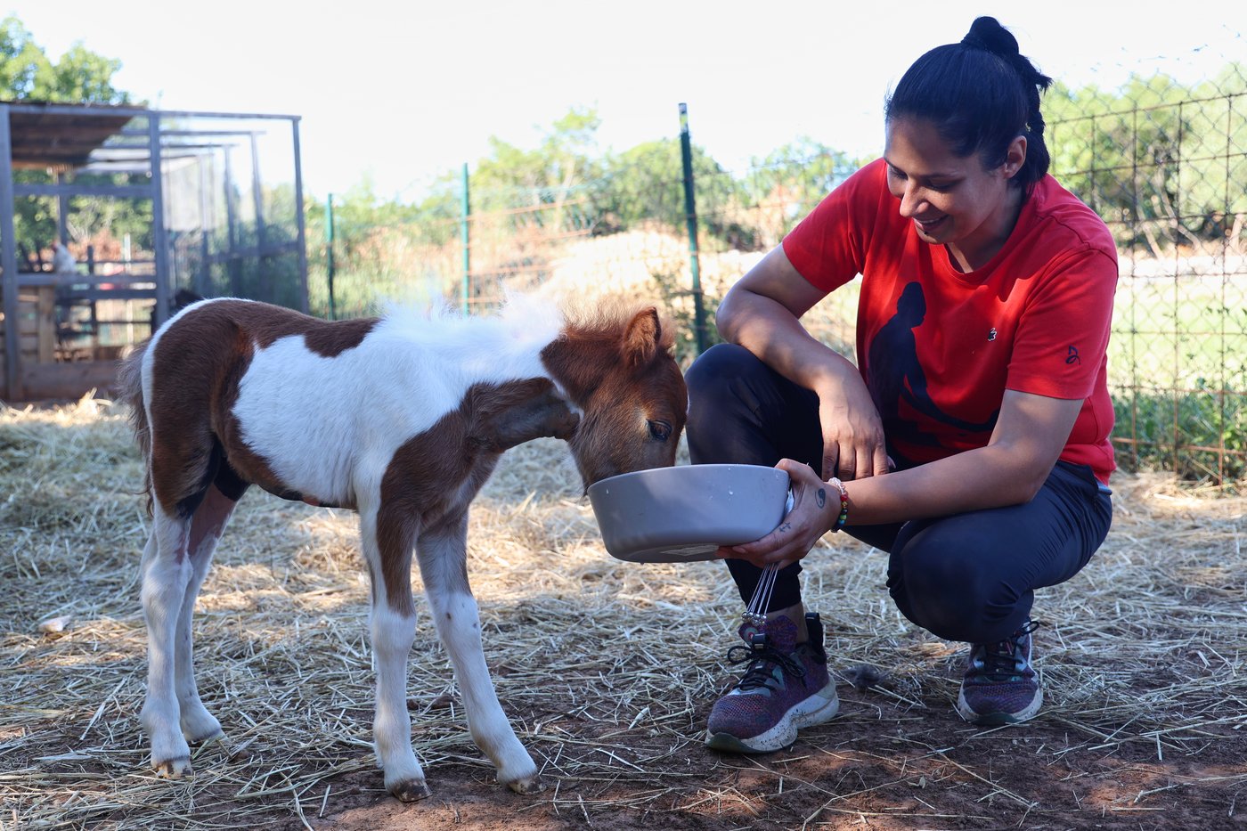 A month-old pony moves to a 4th-floor apartment in Croatia. Neighbors don't mind | iNFOnews.ca A month-old pony moves to a 4th-floor apartment in Croatia. Neighbors don't mind | iNFOnews.ca